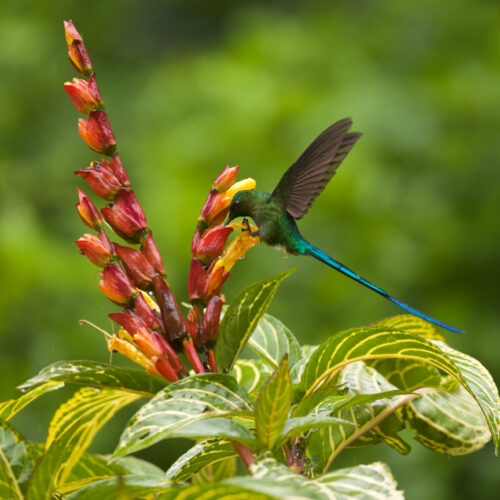 aves6